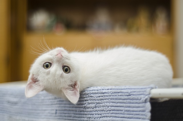 고양이 먹으면 안 되는 음식 15가지