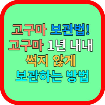 고구마 보관법! 고구마 1년 내내 썩지 않게 보관하는 방법