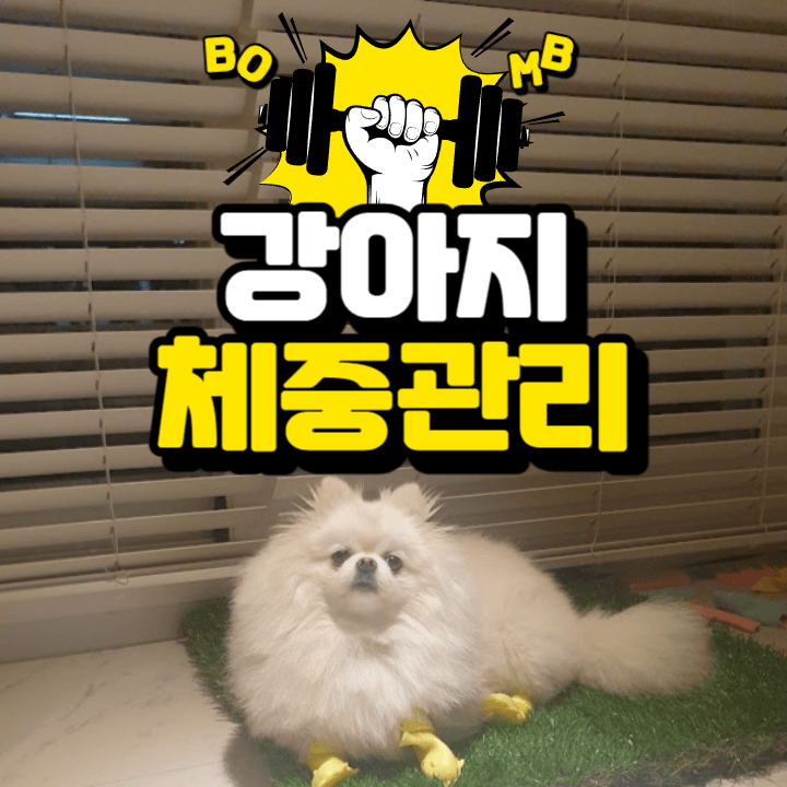 우리 강아지가 비만이라고? : 체중 관리가 필요해!