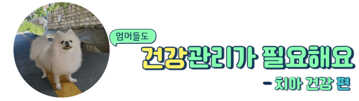강아지 수명 연장의 필수 조건 : 치아 건강 관리의 중요성은?