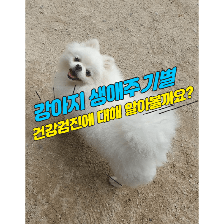 강아지 건강을 위한 필수 선택 : 반려견 생애 주기 별 건강 검진에 대해