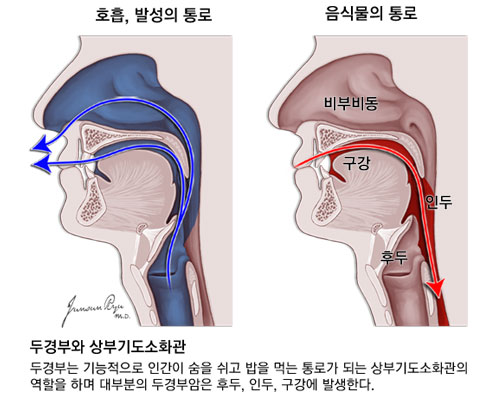 두경부암, 놓치면 위험! 조기 발견이 답이다 2 두경부암이란 무엇일까?
