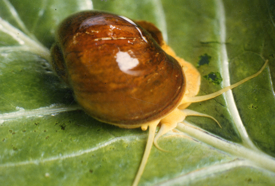 작은 왕우렁이, 미래 실명 치료 키가 될 수 있다고? 작은 왕우렁이, 미래 실명 치료 키가 될 수 있다고?