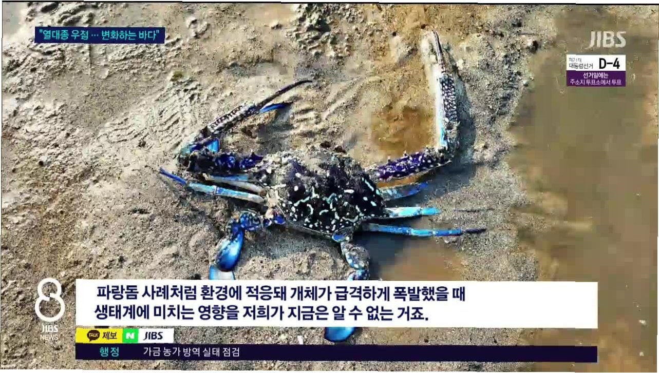 제주 바다를 뒤흔드는 청색꽃게, 기후 변화의 경고 3 IMG 3448 1