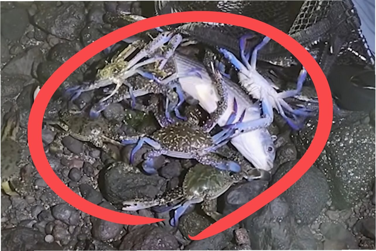 제주 바다를 뒤흔드는 청색꽃게, 기후 변화의 경고 2 IMG 3449 1