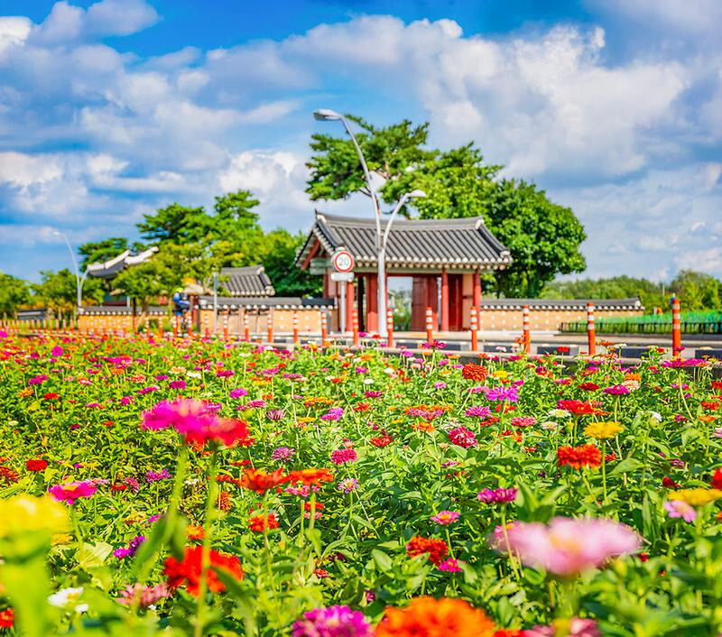 인천 계양 아라온 국화축제 2025 총정리 일정·위치·주차·야경 꿀팁