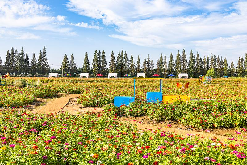 인천 계양 아라온 국화축제 2025 총정리 일정·위치·주차·야경 꿀팁
