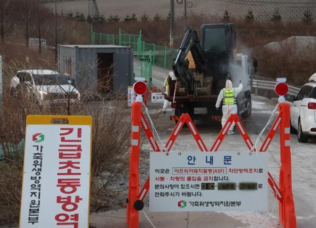 2026년 아프리카돼지열병 발생, 강릉 ASF 전면 방역 현장 리포트