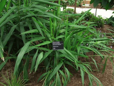 파라다이스 그레인 효과 총정리 파라돌과 갈색 지방 활성화의 진실 2 파라다이스 그레인3 1