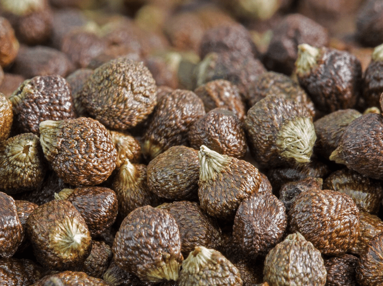 파라다이스 그레인 효과 총정리 파라돌과 갈색 지방 활성화의 진실 4 파라다이스그레인