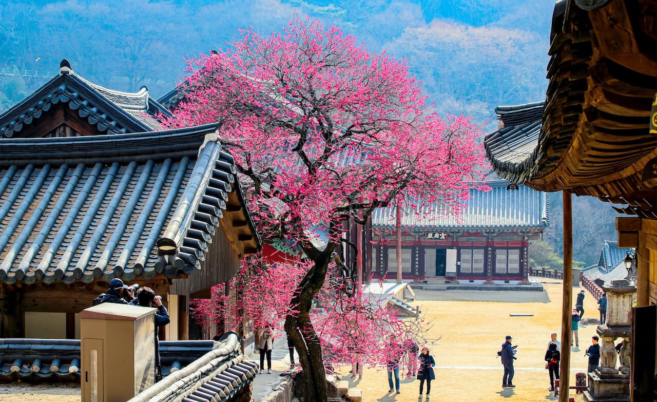 벚꽃 전 3월 봄꽃 여행지 BEST 8 매화·산수유·목련 명소 총정리
