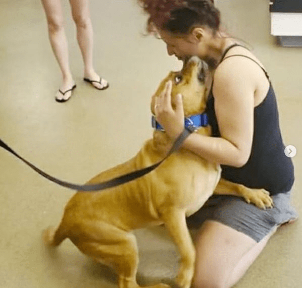 국제 강아지의 날 의미와 2026 입양 지원 총정리 국제 강아지의 날 의미와 2026 입양 지원 총정리