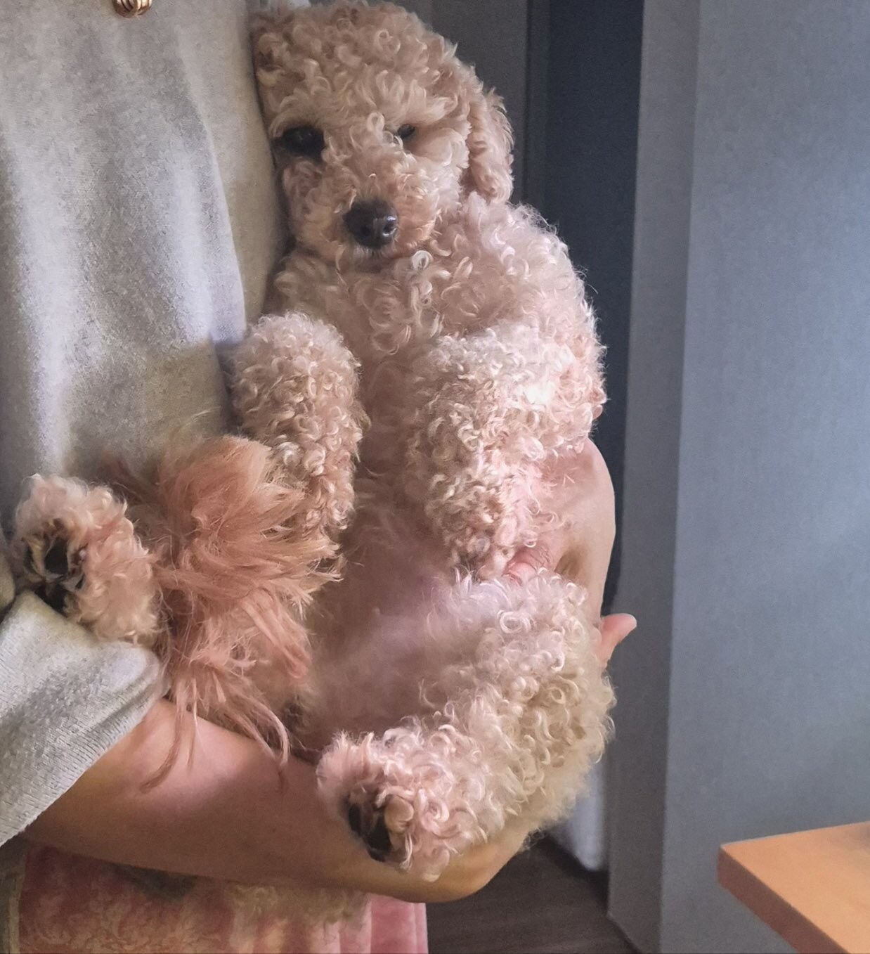 국제 강아지의 날 의미와 2026 입양 지원 총정리 3 국제 강아지의 날 의미와 2026 입양 지원 총정리