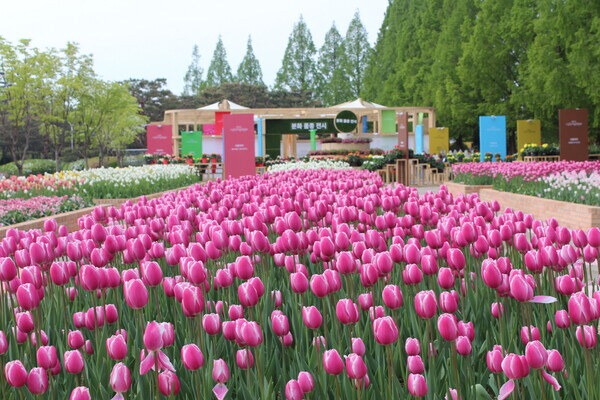 2026 고양국제꽃박람회 완벽 가이드 일정, 입장료, 교통, 주차, 포토존까지