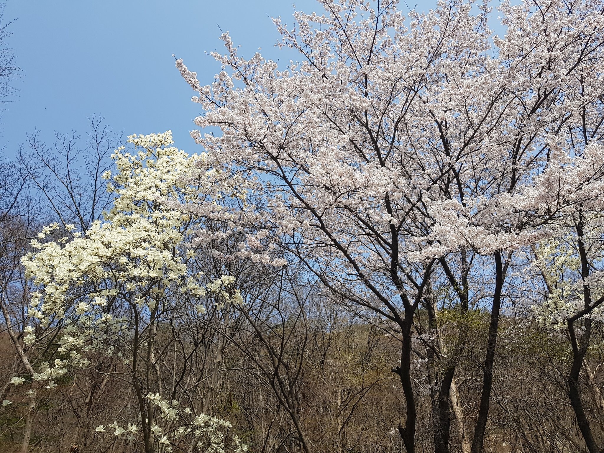 계룡산 벚꽃축제 총정리 | 충청도 벚꽃명소·개화시기·주차정보까지 한 번에