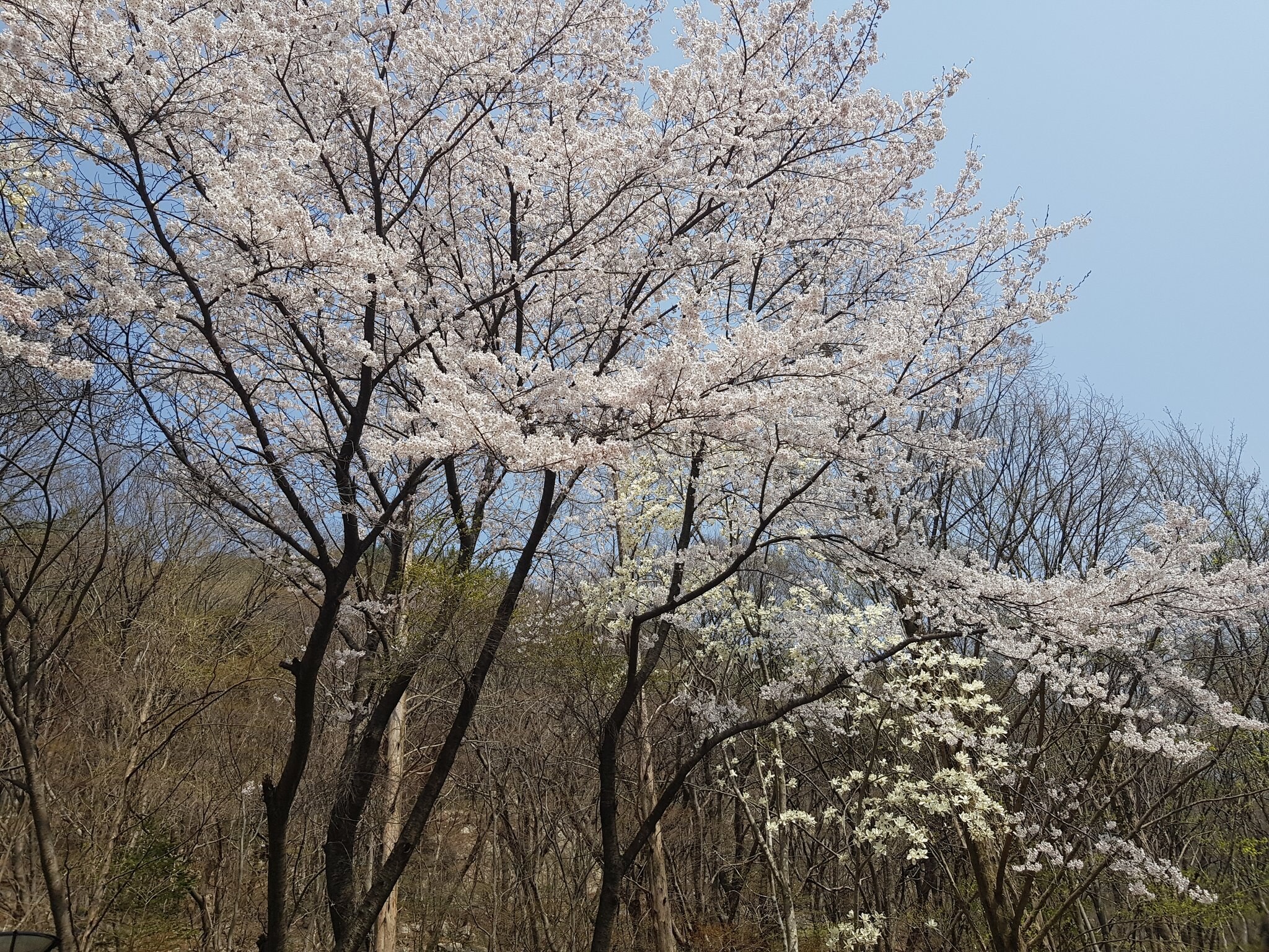 계룡산 벚꽃축제 총정리 | 충청도 벚꽃명소·개화시기·주차정보까지 한 번에