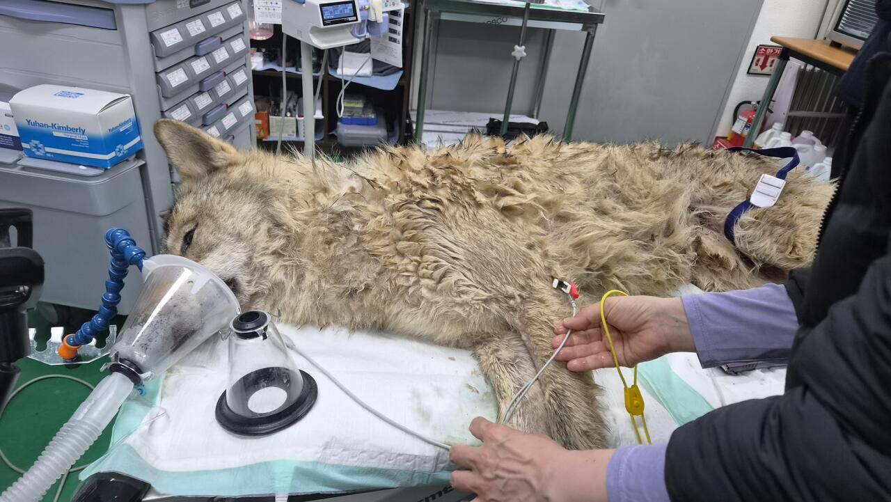 늑구 드디어 생포 대전 오월드 탈출 9일 만에 안영IC 인근서 무사 포획