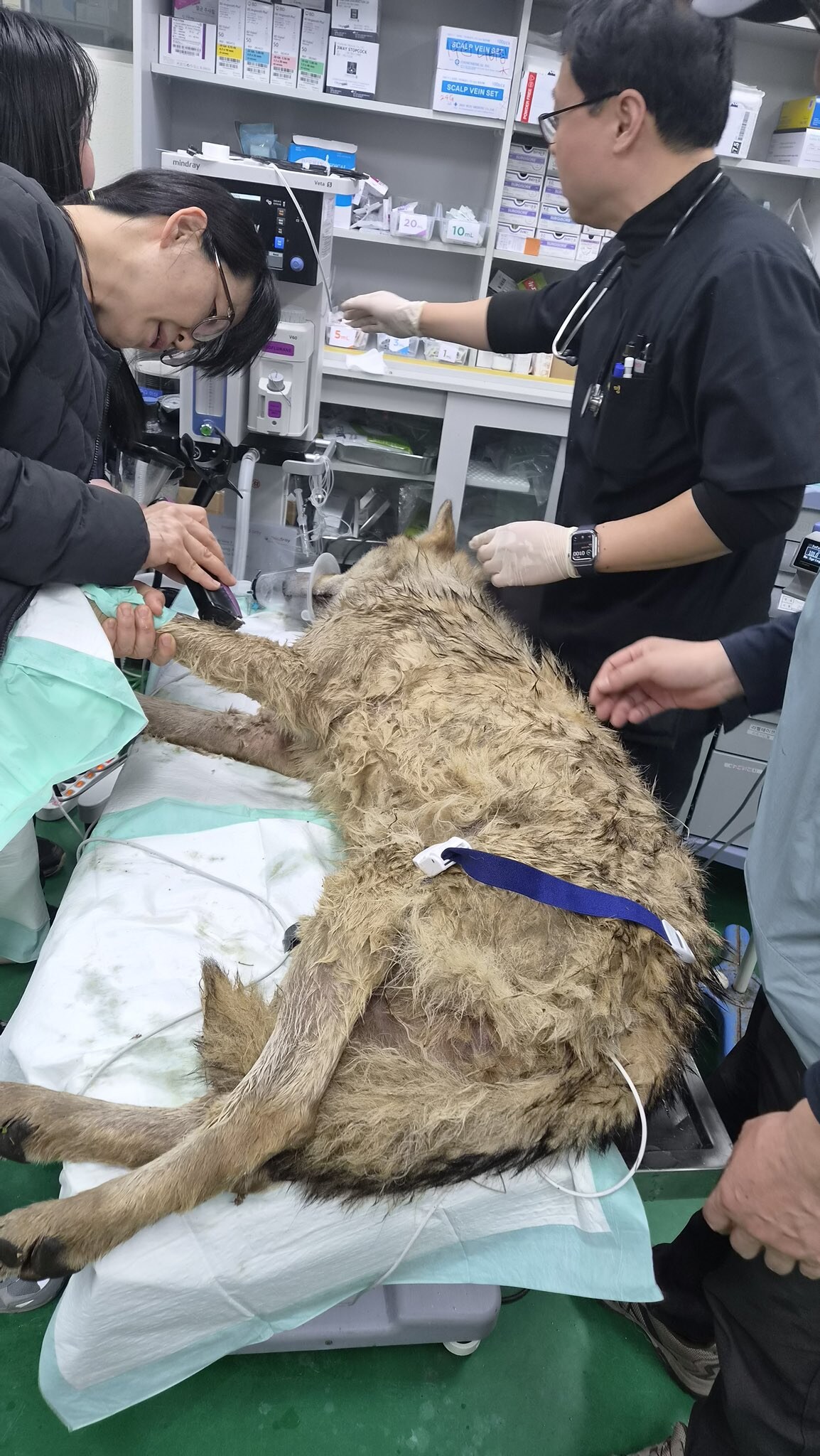 늑구 드디어 생포 대전 오월드 탈출 9일 만에 안영IC 인근서 무사 포획