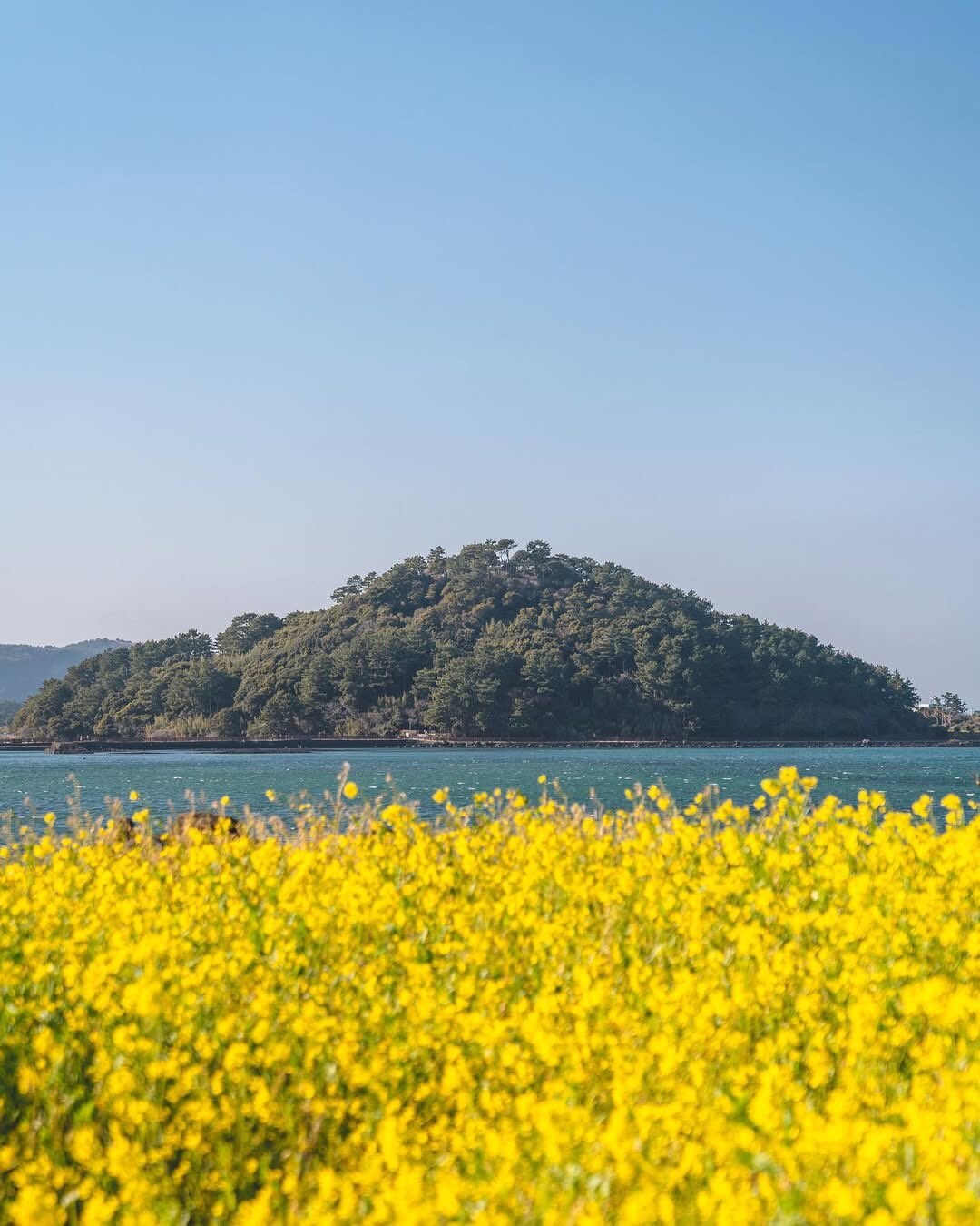 2026 서귀포 유채꽃 축제 완벽 가이드 박수기정 야간 개장  여행 꿀팁