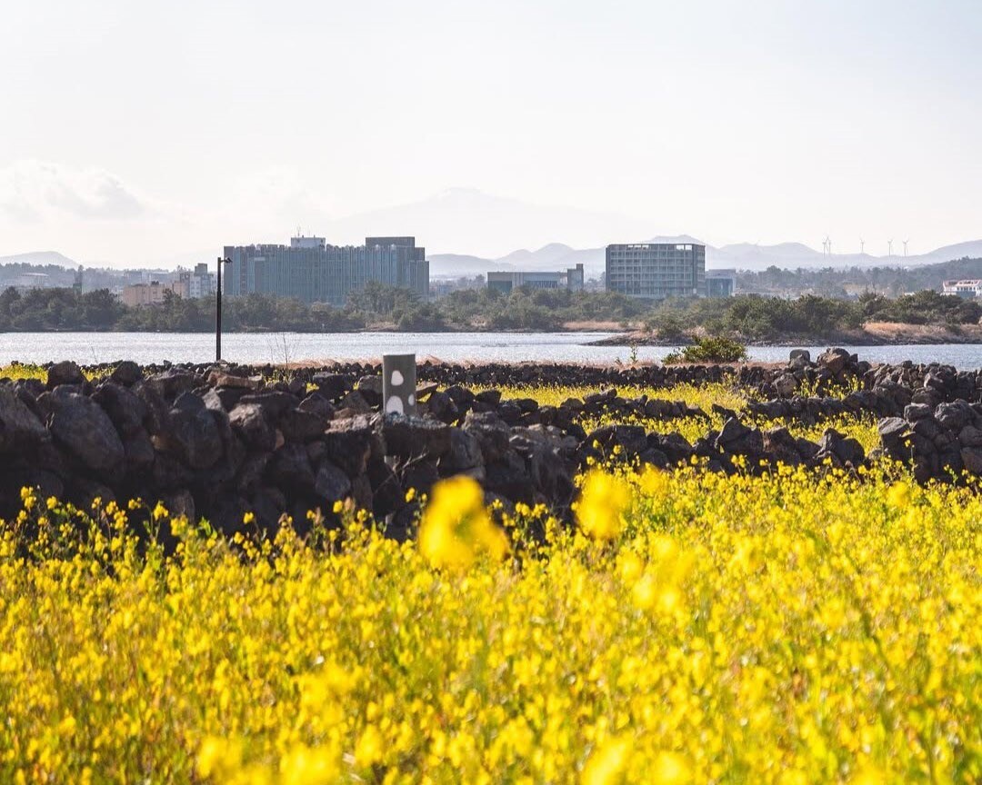 2026 서귀포 유채꽃 축제 완벽 가이드 박수기정 야간 개장  여행 꿀팁