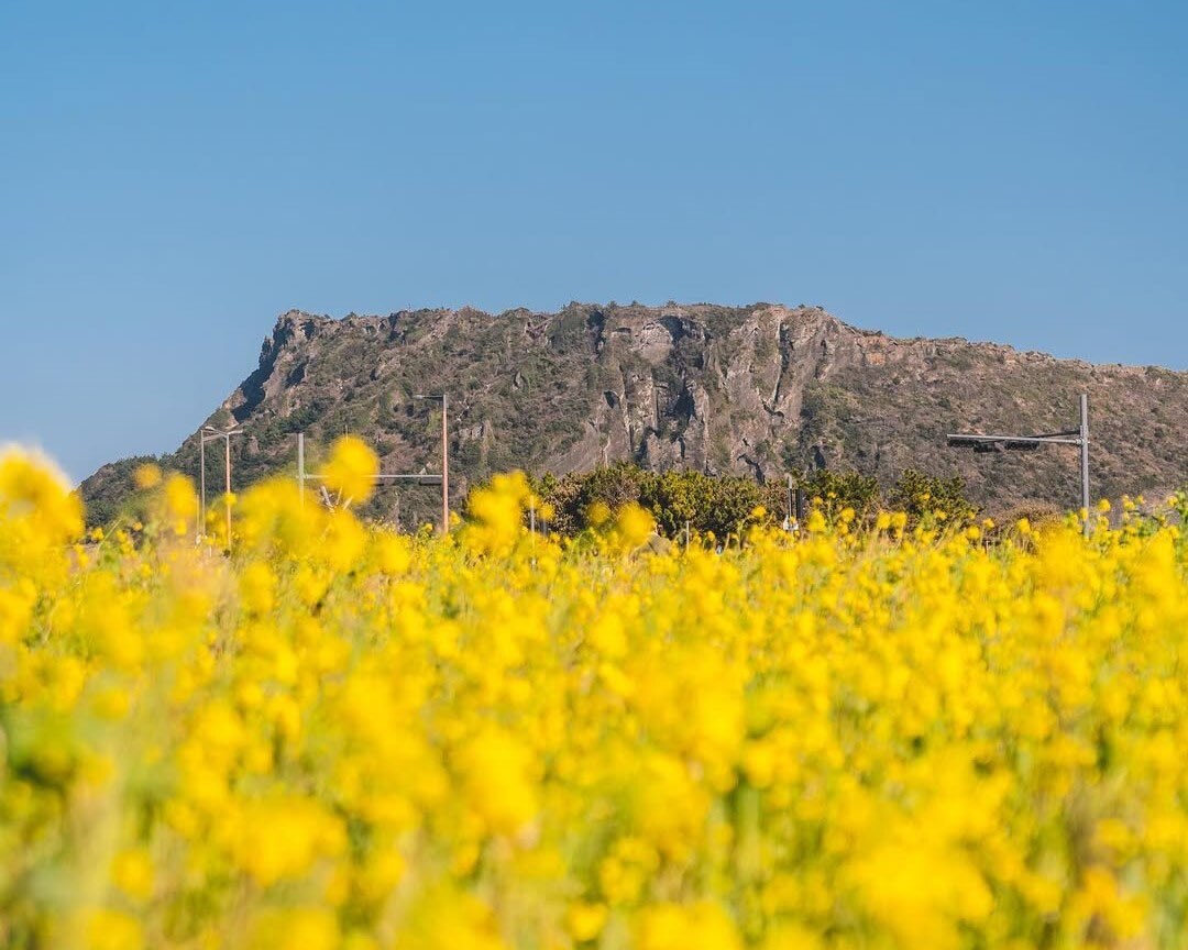 2026 서귀포 유채꽃 축제 완벽 가이드 박수기정 야간 개장  여행 꿀팁