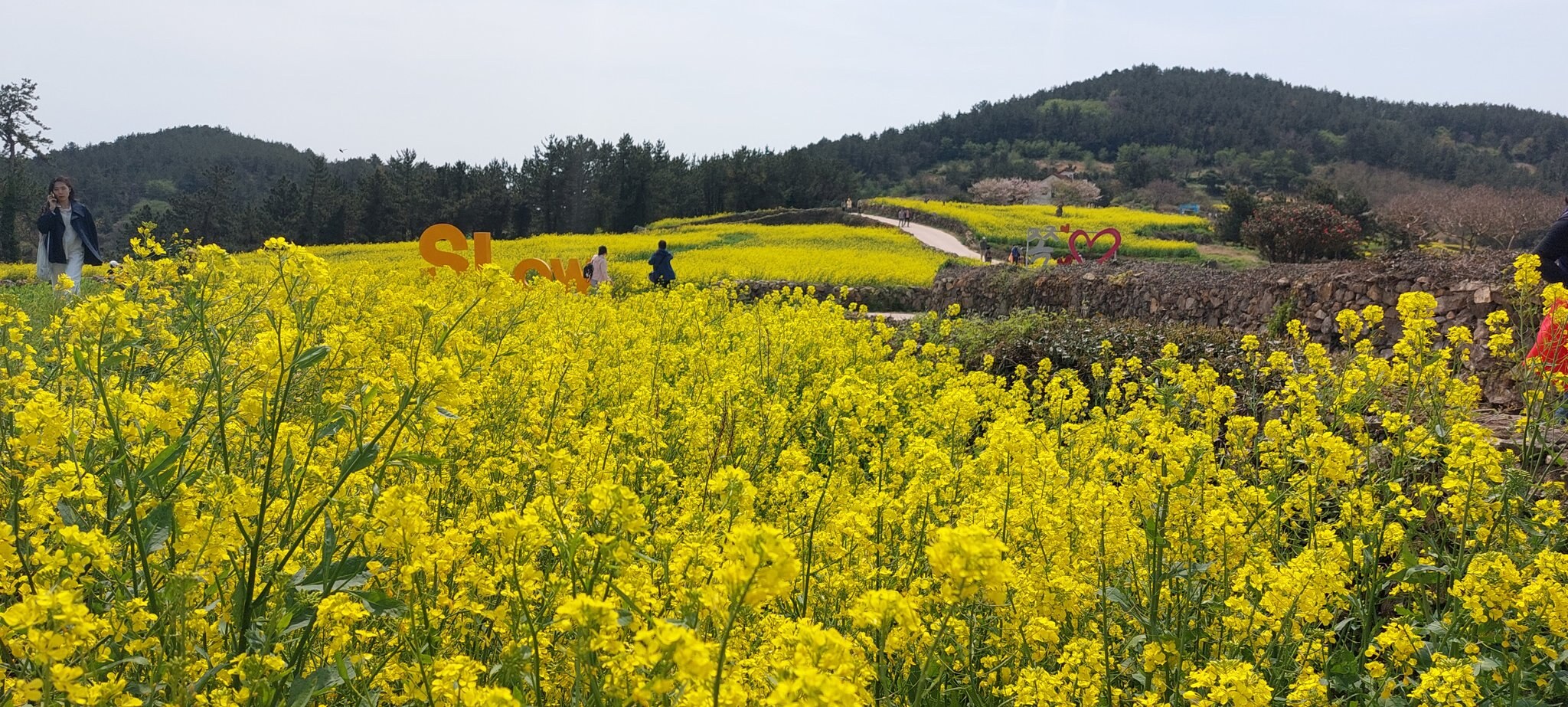 2026 청산도 슬로걷기 축제 총정리 유채꽃 절정의 섬, 봄을 가장 느리게 걷는 방법