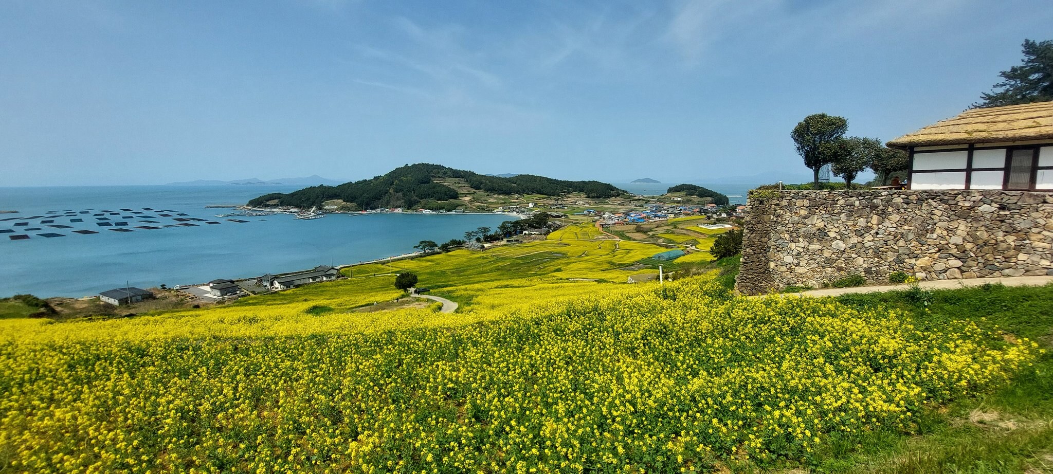 2026 청산도 슬로걷기 축제 총정리 유채꽃 절정의 섬, 봄을 가장 느리게 걷는 방법
