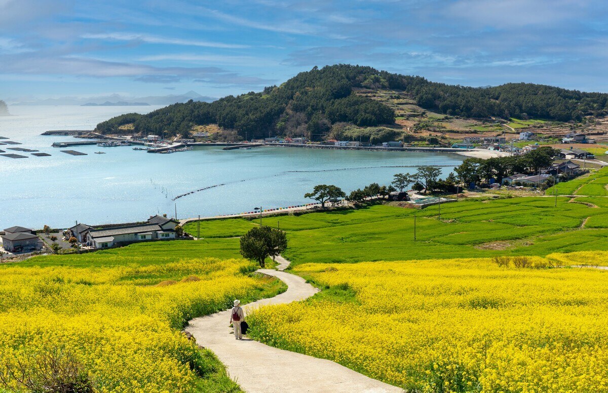 2026 청산도 슬로걷기 축제 총정리 유채꽃 절정의 섬, 봄을 가장 느리게 걷는 방법