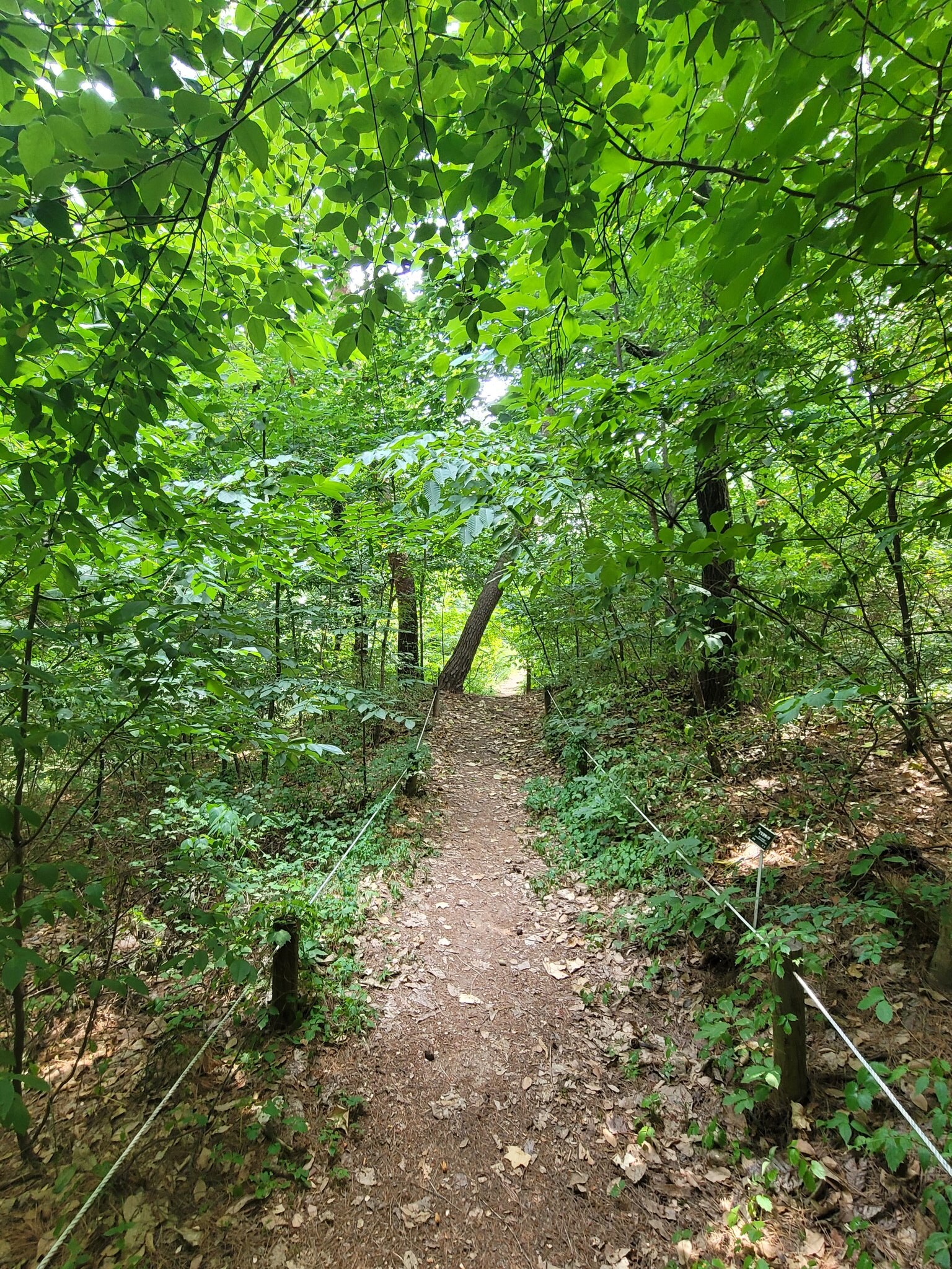 홍릉숲 33년 만 평일 개방부터 봄꽃축제·관람 팁까지 총정리