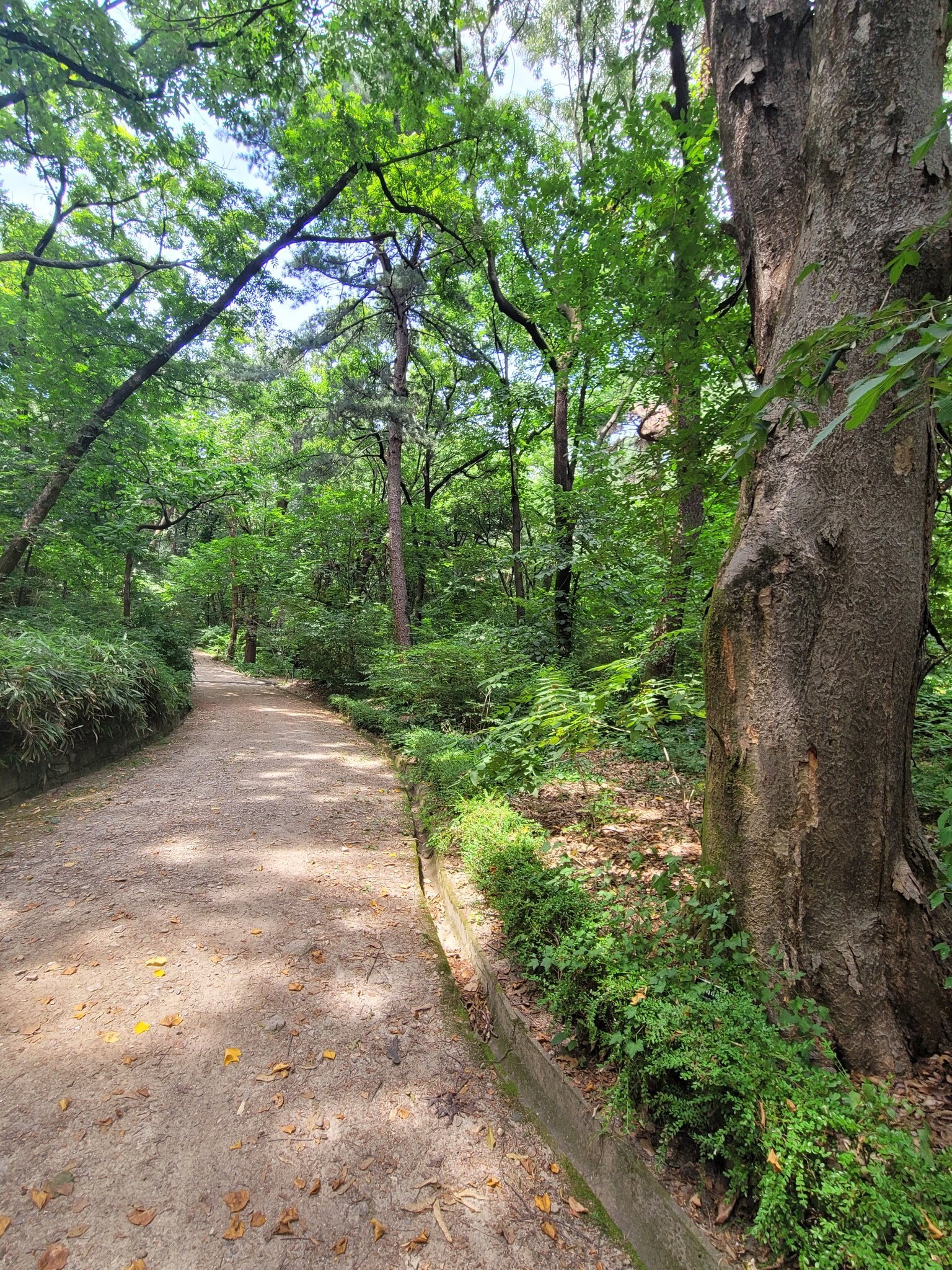 홍릉숲 33년 만 평일 개방부터 봄꽃축제·관람 팁까지 총정리