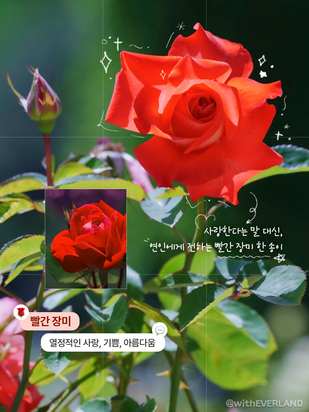 2026 에버랜드 장미축제 총정리, 호텔 로로티 감성부터 야간 포토존까지