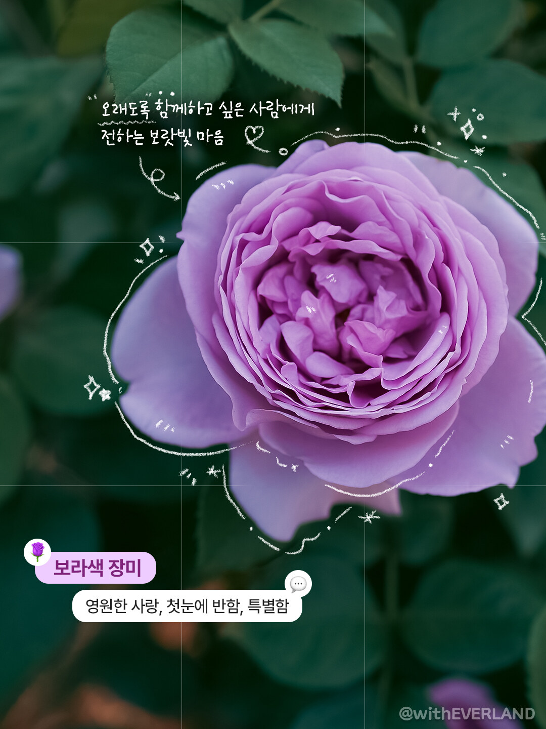 2026 에버랜드 장미축제 총정리, 호텔 로로티 감성부터 야간 포토존까지