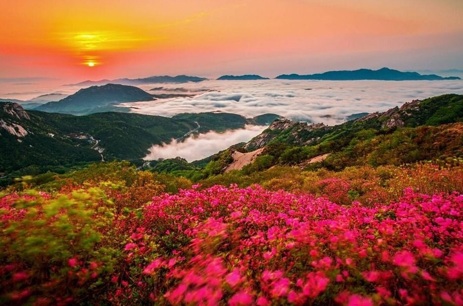 황매산 철쭉축제 기간 총정리 개화상황·주차·셔틀·방문 타이밍