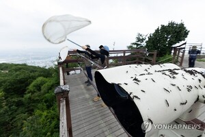 '미운 익충' 러브버그 귀환...구글 검색량 폭발·'제보 지도' 등장