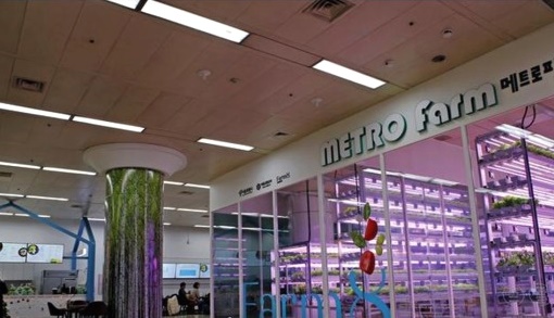 수직농장 '버티컬 팜'(Vertical Farm)이란.. 5 ywAAAAAAQABAAACAUwAOw==