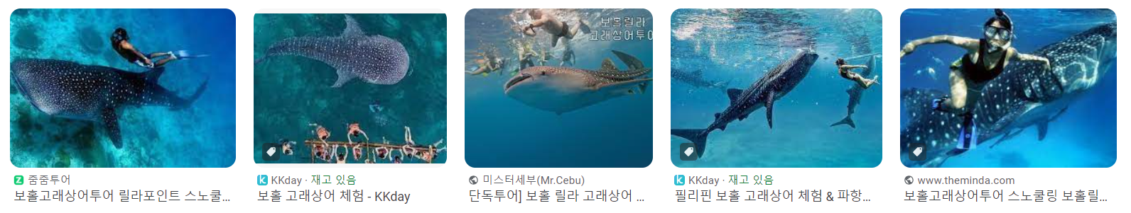 필리핀 보홀 고래상어 릴라 현지 투어 가이드 가격 체험 후기 17 ywAAAAAAQABAAACAUwAOw==