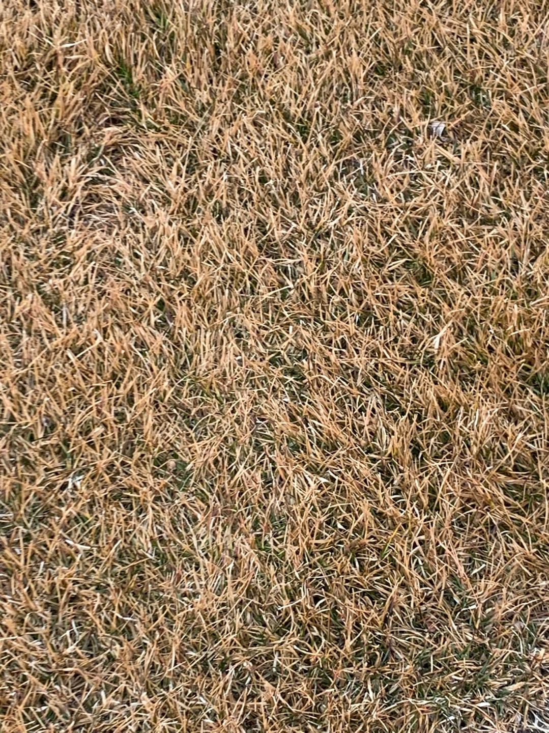 KPGA 2022시즌 개막전이 열리는 라비에벨CC 올드코스 라운드 후기 10 ywAAAAAAQABAAACAUwAOw==
