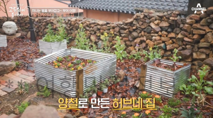 고두심이 좋아서 52회 부여 여행 밥 디자이너가 가꾼 꿈의 집 샌드위치, 꽃차 파는 곳 어디? 3 ywAAAAAAQABAAACAUwAOw==