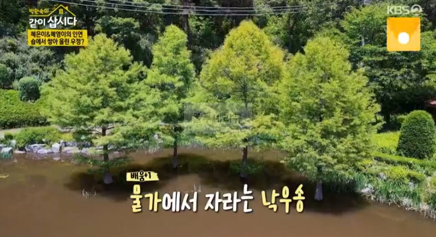 같이삽시다 여주 체험형 수목원, 낙우송, 피크닉 장소 위치 어디? 7 ywAAAAAAQABAAACAUwAOw==