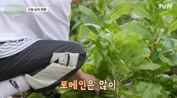 슬기로운산촌생활 상추겉절이 만들기 레시피 3 ywAAAAAAQABAAACAUwAOw==