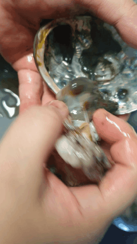 2021년 중복 전복죽 황금레시피(전복과 전복내장 효능) 2 ywAAAAAAQABAAACAUwAOw==